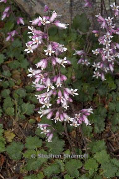 heuchera hirsutissima 1 graphic